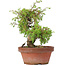 Juniperus chinensis Itoigawa, 21,5 cm, ± 8 ans