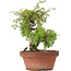 Juniperus chinensis Itoigawa, 21,5 cm, ± 8 jaar oud