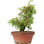 Juniperus chinensis Itoigawa, 21,5 cm, ± 8 jaar oud