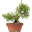 Juniperus chinensis Itoigawa, 21,5 cm, ± 8 jaar oud