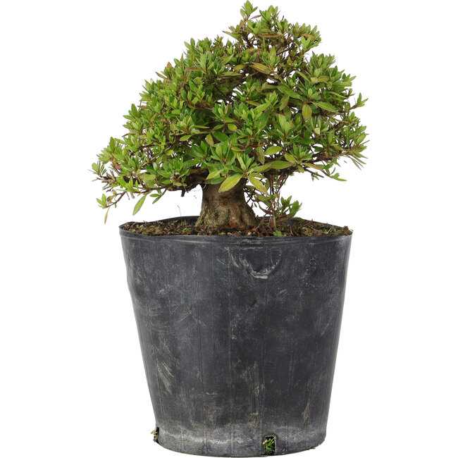 Rhododendron indicum Osakazuki, 20 cm, ± 15 Jahre alt