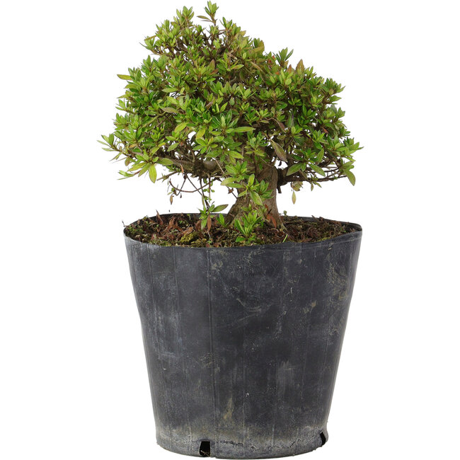 Rhododendron indicum Osakazuki, 20 cm, ± 15 jaar oud