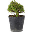 Rhododendron indicum Osakazuki, 20 cm, ± 15 Jahre alt