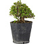Rhododendron indicum Osakazuki, 20 cm, ± 15 Jahre alt