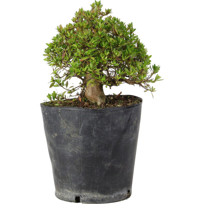 Rhododendron indicum Osakazuki, 20 cm, ± 15 Jahre alt