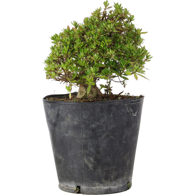 Rhododendron indicum Osakazuki, 20 cm, ± 15 jaar oud