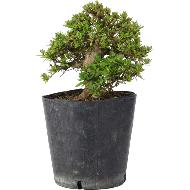 Rhododendron indicum Osakazuki, 19,5 cm, ± 15 jaar oud