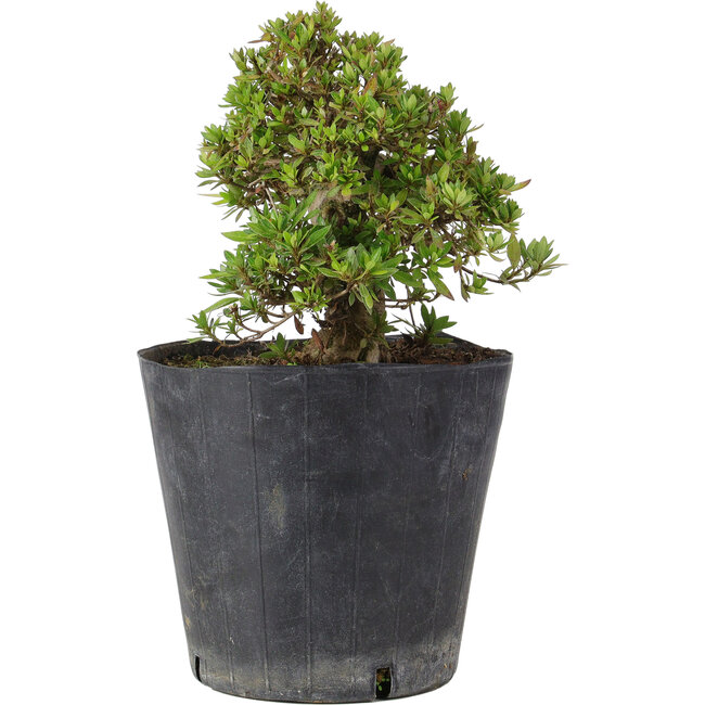 Rhododendron indicum Osakazuki, 19,5 cm, ± 15 Jahre alt