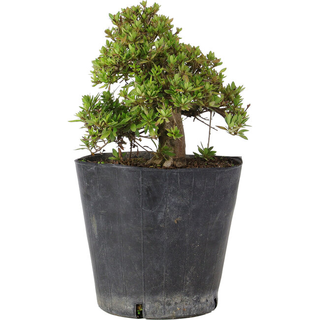 Rhododendron indicum Osakazuki, 19,5 cm, ± 15 ans