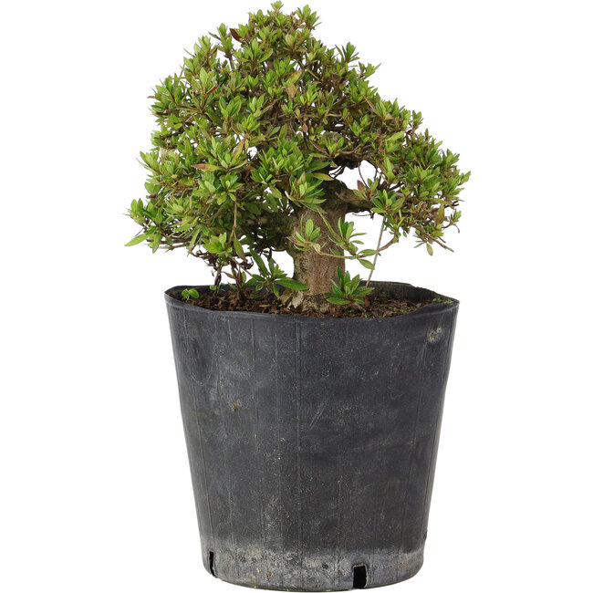 Rhododendron indicum Osakazuki, 19,5 cm, ± 15 Jahre alt