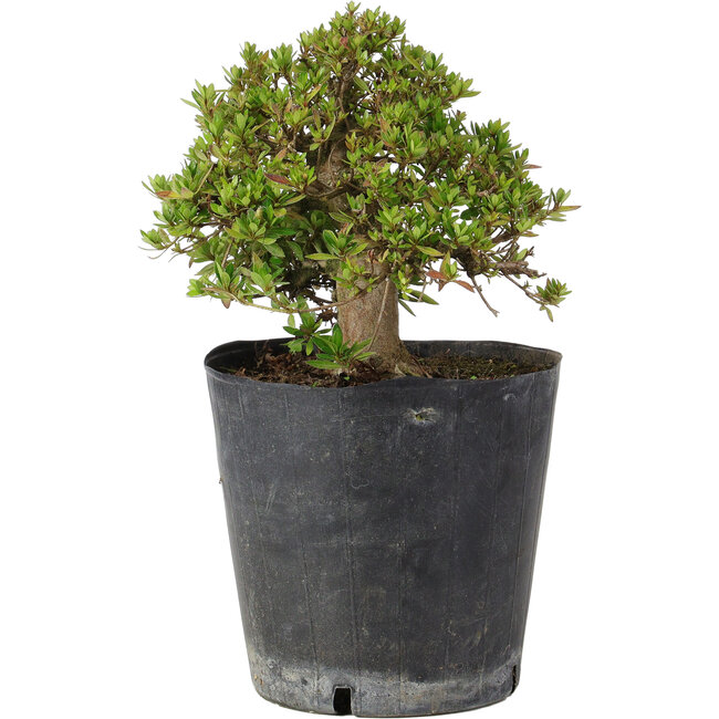 Rhododendron indicum Osakazuki, 19,5 cm, ± 15 ans