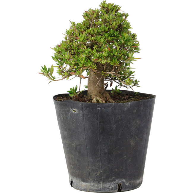 Rhododendron indicum Osakazuki, 19,5 cm, ± 15 years old
