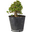 Rhododendron indicum Osakazuki, 19,5 cm, ± 15 Jahre alt