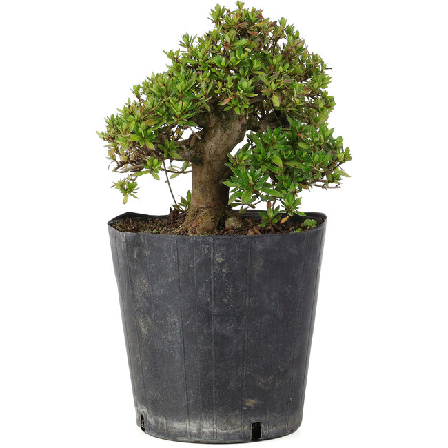 Rhododendron indicum Osakazuki, 19,5 cm, ± 15 Jahre alt