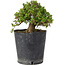 Rhododendron indicum Osakazuki, 18 cm, ± 15 ans