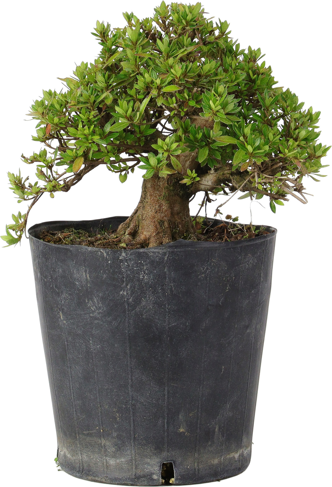 rhododendron-indicum-18-cm-15-years-old-bonsai-plaza