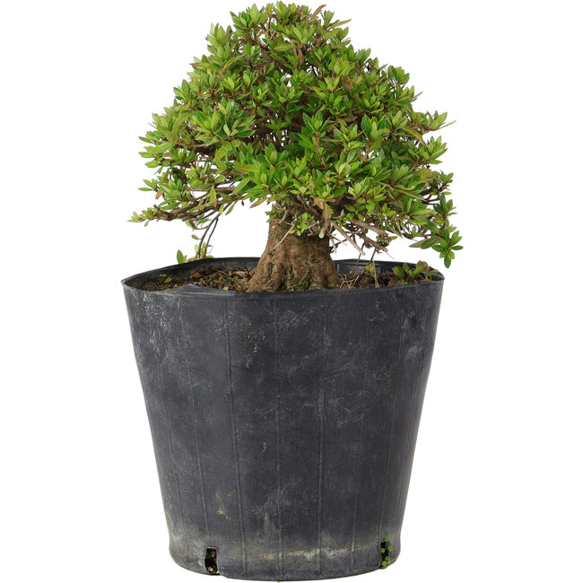 Rhododendron indicum Osakazuki, 18 cm, ± 15 Jahre alt