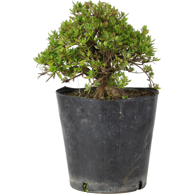 Rhododendron indicum Osakazuki, 18 cm, ± 15 ans