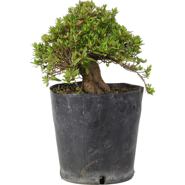 Rhododendron indicum Osakazuki, 18 cm, ± 15 years old