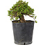 Rhododendron indicum Osakazuki, 18 cm, ± 15 Jahre alt