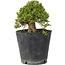 Rhododendron indicum Osakazuki, 18 cm, ± 15 Jahre alt