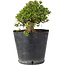 Rhododendron indicum Osakazuki, 18 cm, ± 15 Jahre alt