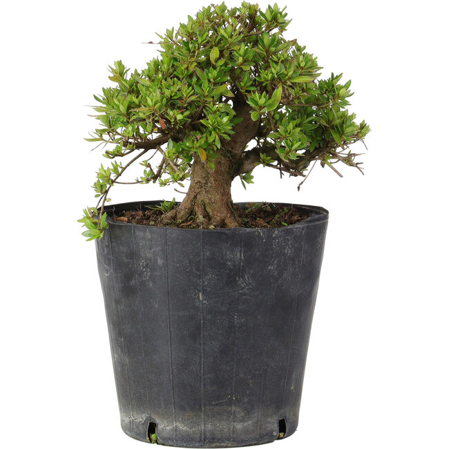 Rhododendron indicum Osakazuki, 18 cm, ± 15 jaar oud