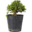 Rhododendron indicum Osakazuki, 18 cm, ± 15 Jahre alt