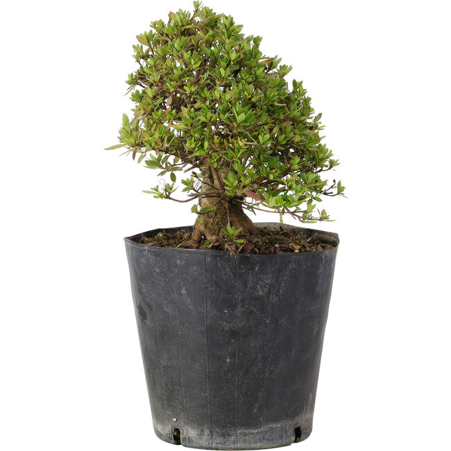 Rhododendron indicum Osakazuki, 22 cm, ± 15 Jahre alt