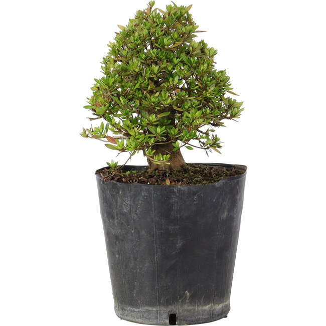 Rhododendron indicum Osakazuki, 22 cm, ± 15 Jahre alt