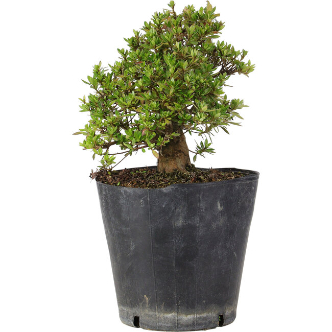 Rhododendron indicum Osakazuki, 22 cm, ± 15 Jahre alt