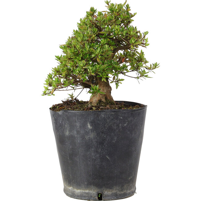 Rhododendron indicum Osakazuki, 22 cm, ± 15 Jahre alt