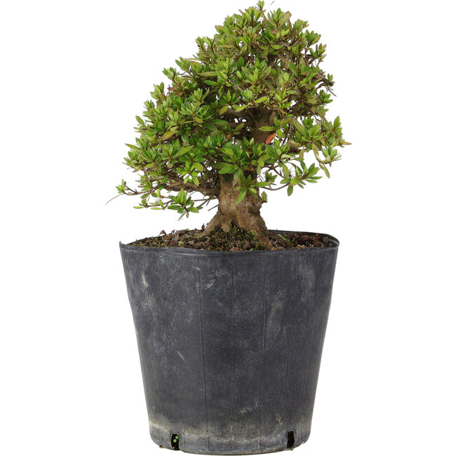 Rhododendron indicum Osakazuki, 22 cm, ± 15 Jahre alt