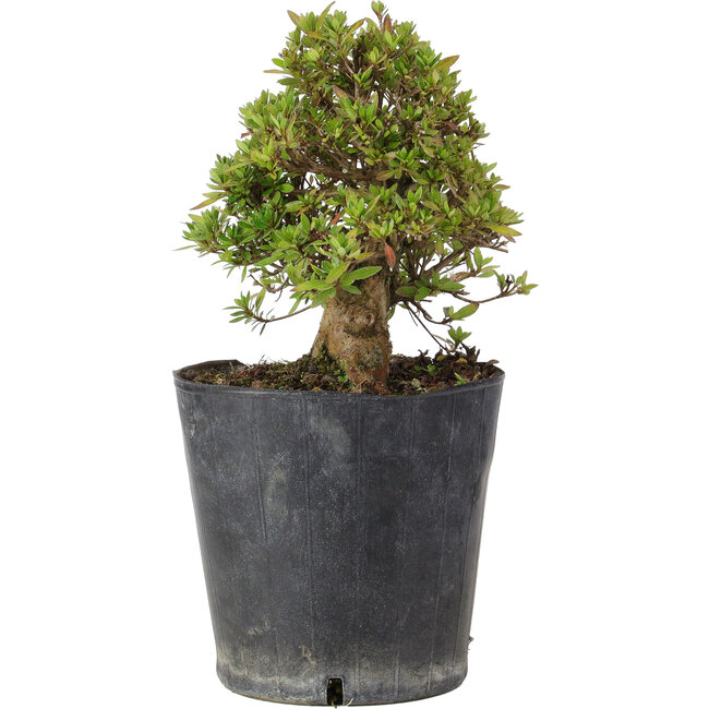 Rhododendron indicum Osakazuki, 22 cm, ± 15 Jahre alt