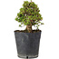 Rhododendron indicum Osakazuki, 22 cm, ± 15 Jahre alt