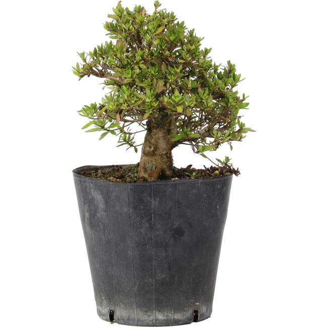 Rhododendron indicum Osakazuki, 22 cm, ± 15 Jahre alt