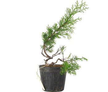 Juniperus chinensis Itoigawa, 34 cm, ± 6 years old
