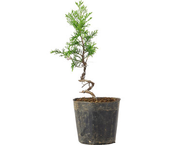 Juniperus chinensis Itoigawa, 25 cm, ± 6 years old