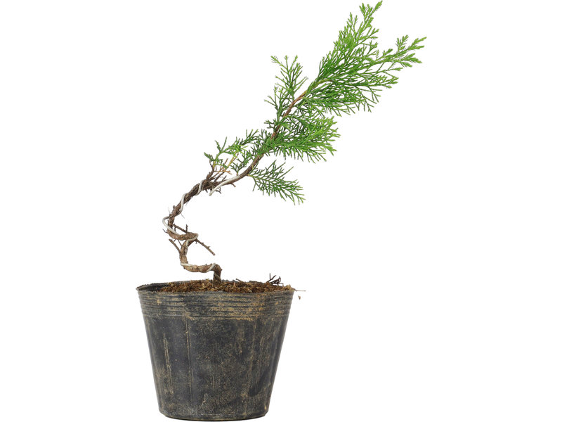 Juniperus chinensis Itoigawa, 25 cm, ± 6 jaar oud