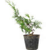 Juniperus chinensis Itoigawa, 34 cm, ± 6 jaar oud
