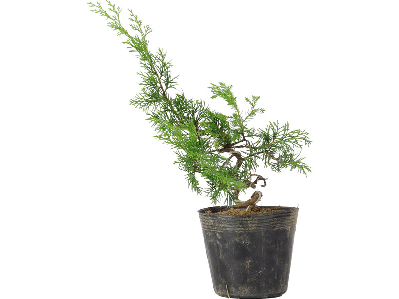 Juniperus chinensis Itoigawa, 34 cm, ± 6 jaar oud