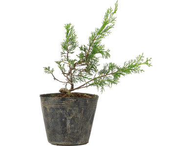 Juniperus chinensis Itoigawa, 25 cm, ± 6 years old