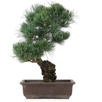 Pinus parviflora, 44 cm, ± 25 ans