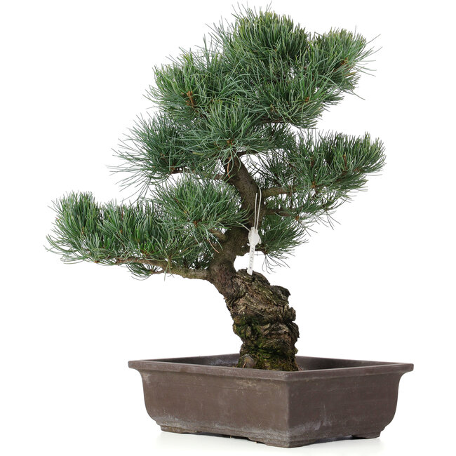Pinus parviflora, 44 cm, ± 25 anni
