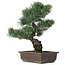 Pinus parviflora, 44 cm, ± 25 anni