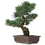 Pinus parviflora, 44 cm, ± 25 years old
