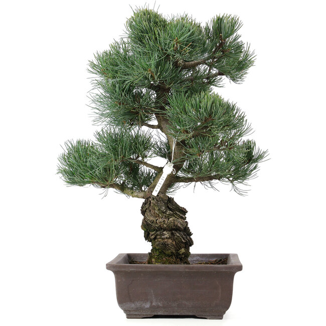 Pinus parviflora, 44 cm, ± 25 years old