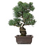 Pinus parviflora, 44 cm, ± 25 anni