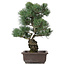 Pinus parviflora, 44 cm, ± 25 jaar oud