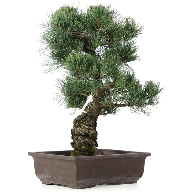 Pinus parviflora, 44 cm, ± 25 anni